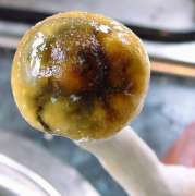 Bacterial Blotch